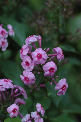 DSC_3246.JPG