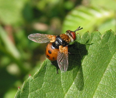 FLIEGE_DI_0808_I.jpg