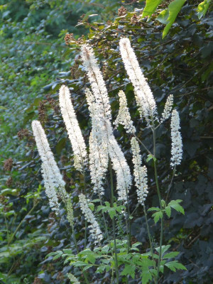 2015-10-04 Gartenimpressionen 8.jpg