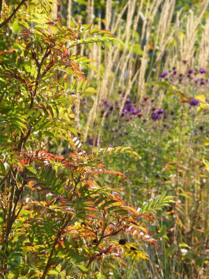 2015-10-04 Gartenimpressionen 9.jpg