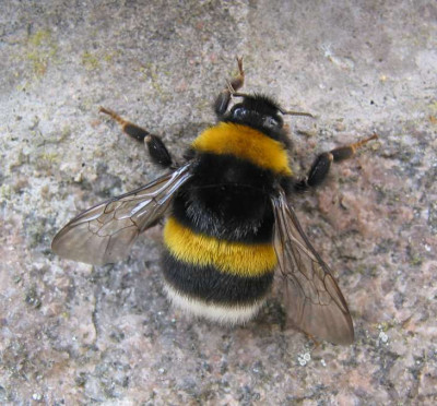 HUMMEL_DI_0808_I.jpg