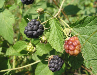 BEERE_DI_0808_I.jpg
