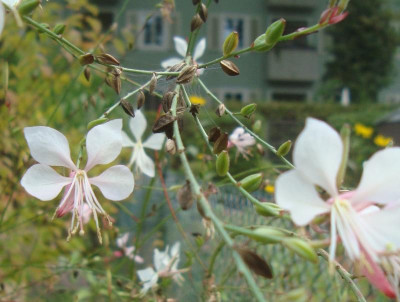 GauraimHerbst.jpg