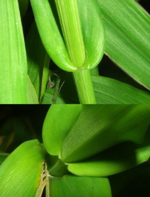 Roscoea_Blatter.jpg