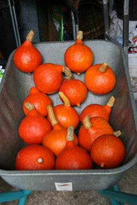 Kürbis0115.JPG