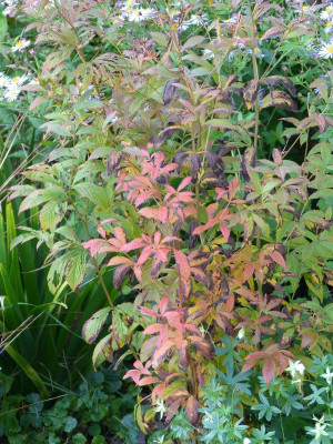 2015-10-04 Gillenia trifoliata.jpg