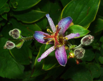 Tricytis_Gilt_Edge_06.jpg