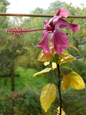 2015-10-04 Hibiscus versicolor.jpg