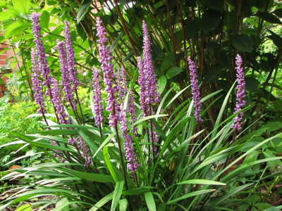 Liriope musc.ingwersen 2015-09-21 (5).JPG