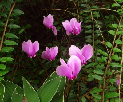 Cyclamen_hederifolium_06.jpg