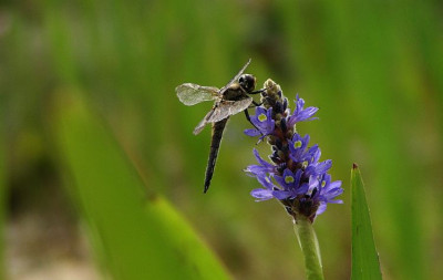 libelle_teich1.jpg