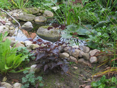 Chocolate Shogun herbst (Kopie).jpg