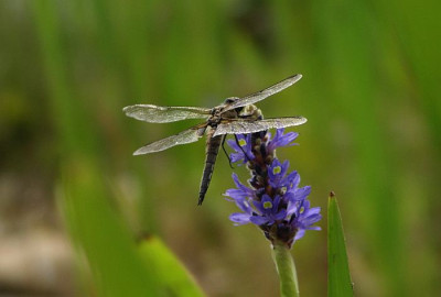 libelle_teich2.jpg