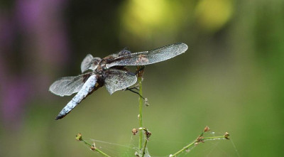 libelle_teich3.jpg
