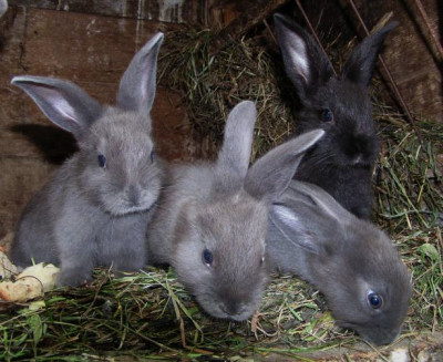 kaninchen_neu.jpg