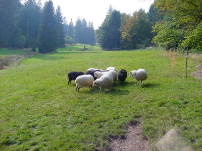 zuchtgruppeskudden2015.JPG