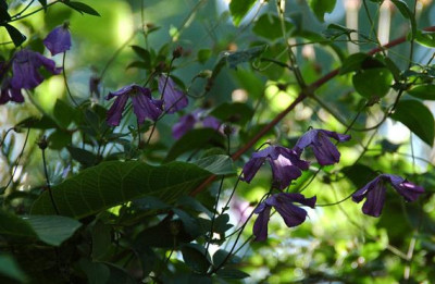 DSC_0039.jpg