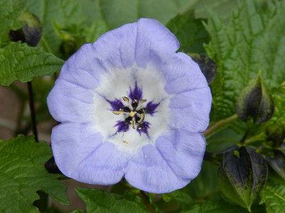 2015-10-04 Nicandra physaloides.jpg