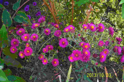 100_6076 Aster magenta Sämling.jpg