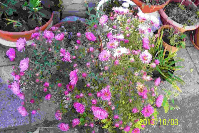 100_6077 Aster rosa Sämling.jpg