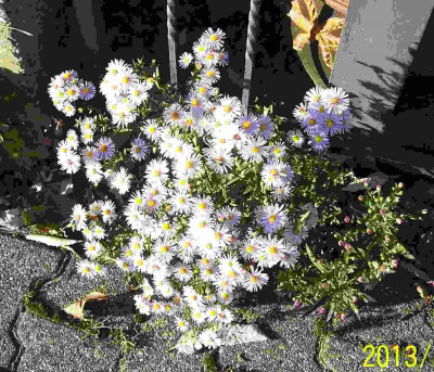 100_6079 Aster rosaviolett.jpg
