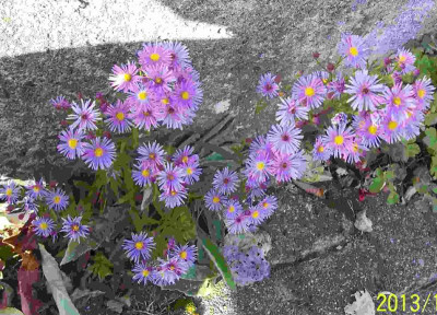 100_6082 Aster violett.jpg