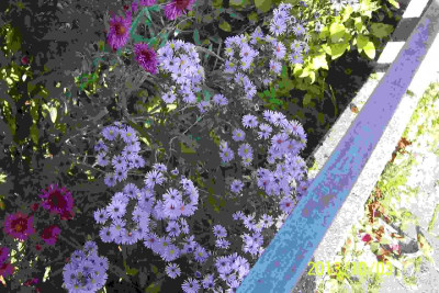 100_6083 Aster Mutter.jpg
