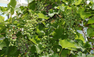 DSC_0002_Wein.jpg