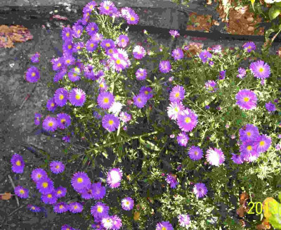 100_6091 Aster lila.jpg