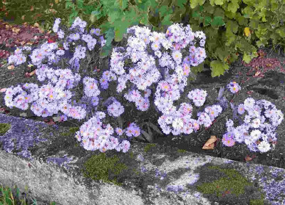 100_6092 Aster Beerenbeet.jpg