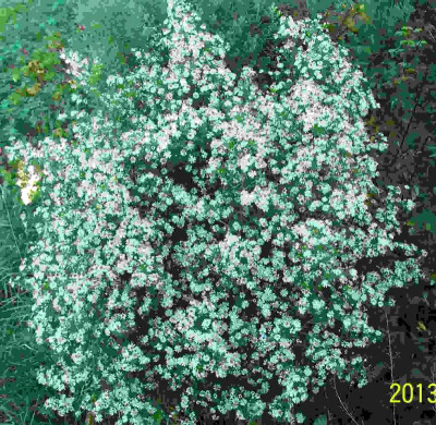 100_6093 Aster .jpg