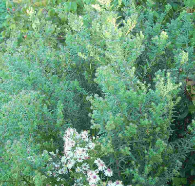 100_6094 Aster spät.jpg