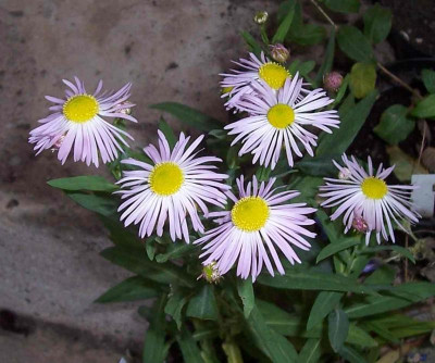 100_6070 Boltonia rosa.jpg