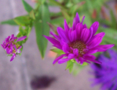 100_6075 Aster Carmen.jpg
