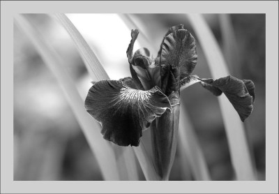 Iris_1_sw_02-06-2006.jpg