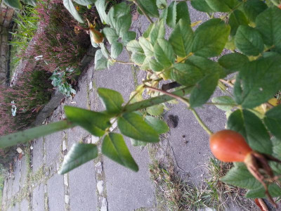 20151002_075121.jpg