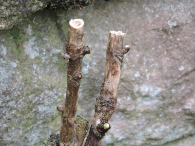 DSCN2378.JPG