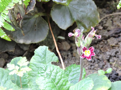 DSCN2390.JPG