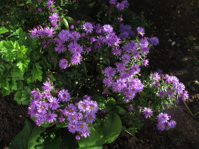 asterlila15.img.JPG