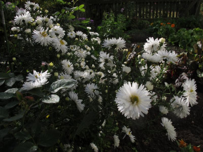 asterweiss15.img.JPG