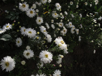 asterweiss151.img.JPG