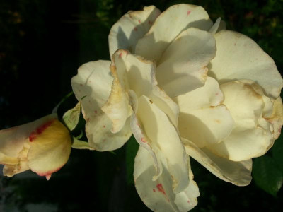20151002_083351[1].jpg