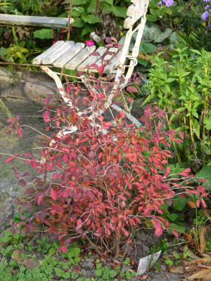 2015-10-05 Prunus incisa 'Kojou-no-mai'.jpg