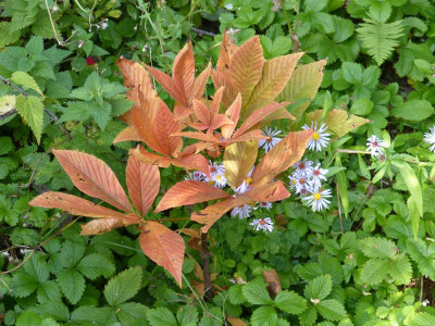 2015-10-05 Aesculus x bushii.jpg