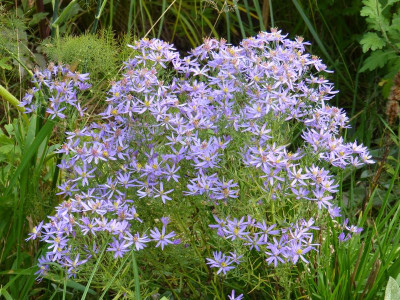 2015-10-05 Aster sedifolius 'Nanus'.jpg