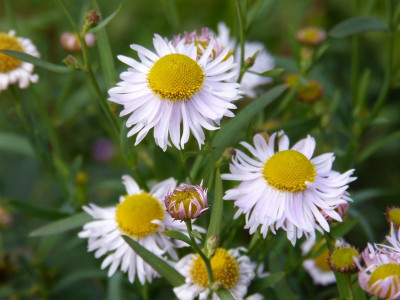 2015-10-05 Boltonia decurrens JS® 'Warrior's Blush'.jpg