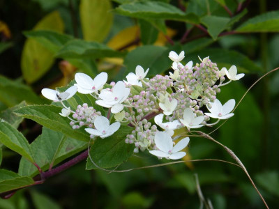 2015-10-05 Hydrangea paniculata 'Kyushu' 1.jpg
