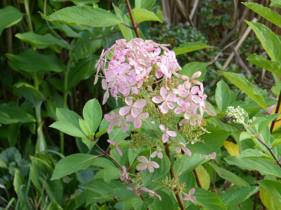 2015-10-05 Hydrangea paniculata 'Kyushu' 2.jpg