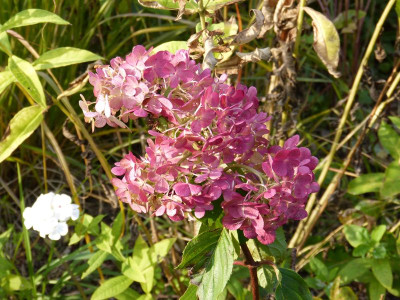 2015-10-05 Hydrangea paniculata 'Kyushu' 3.jpg