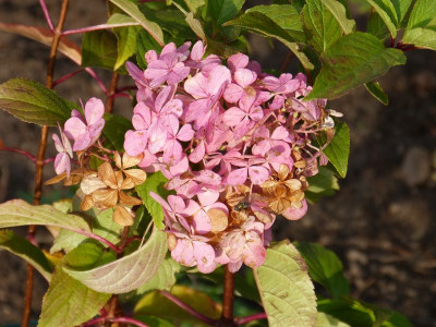 2015-10-05 Hydrangea paniculata 'Kyushu' 4.jpg